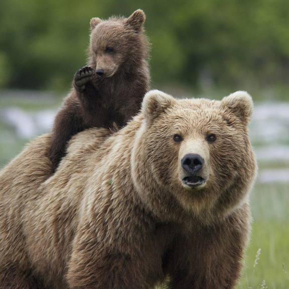 How To React To Black And Brown Bears