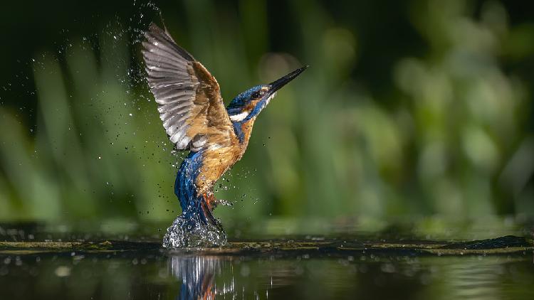 絵画J・HOOK KINGFISHER IN AN EXOTTC GARDEN Vibrantly-colored kingfisher caught on camera in the Netherlands