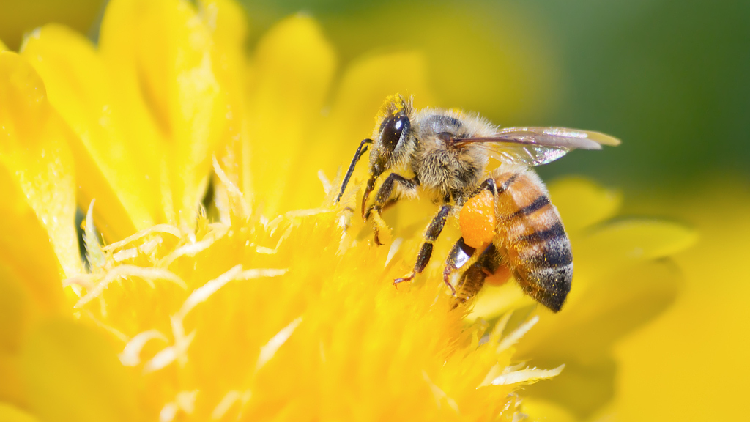 EU has failed to halt decline of bees and butterflies, auditors say - CGTN