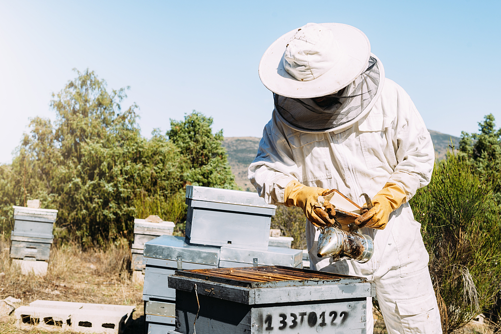 EU has failed to halt decline of bees and butterflies, auditors say - CGTN