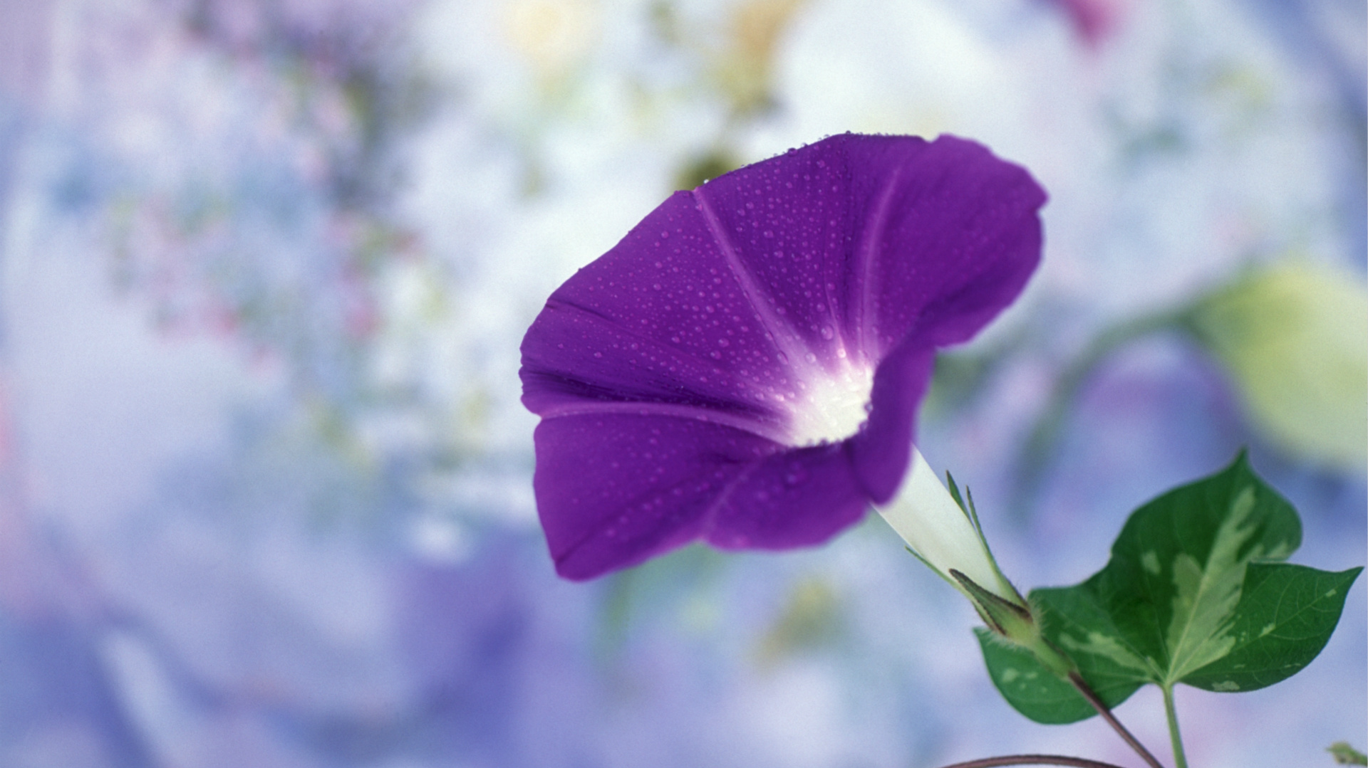 purple morning glory flowers