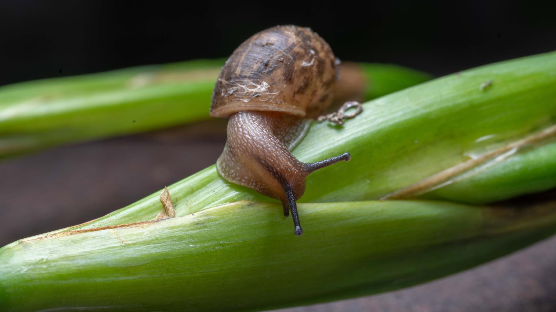Can snails survive a hot summer? CGTN