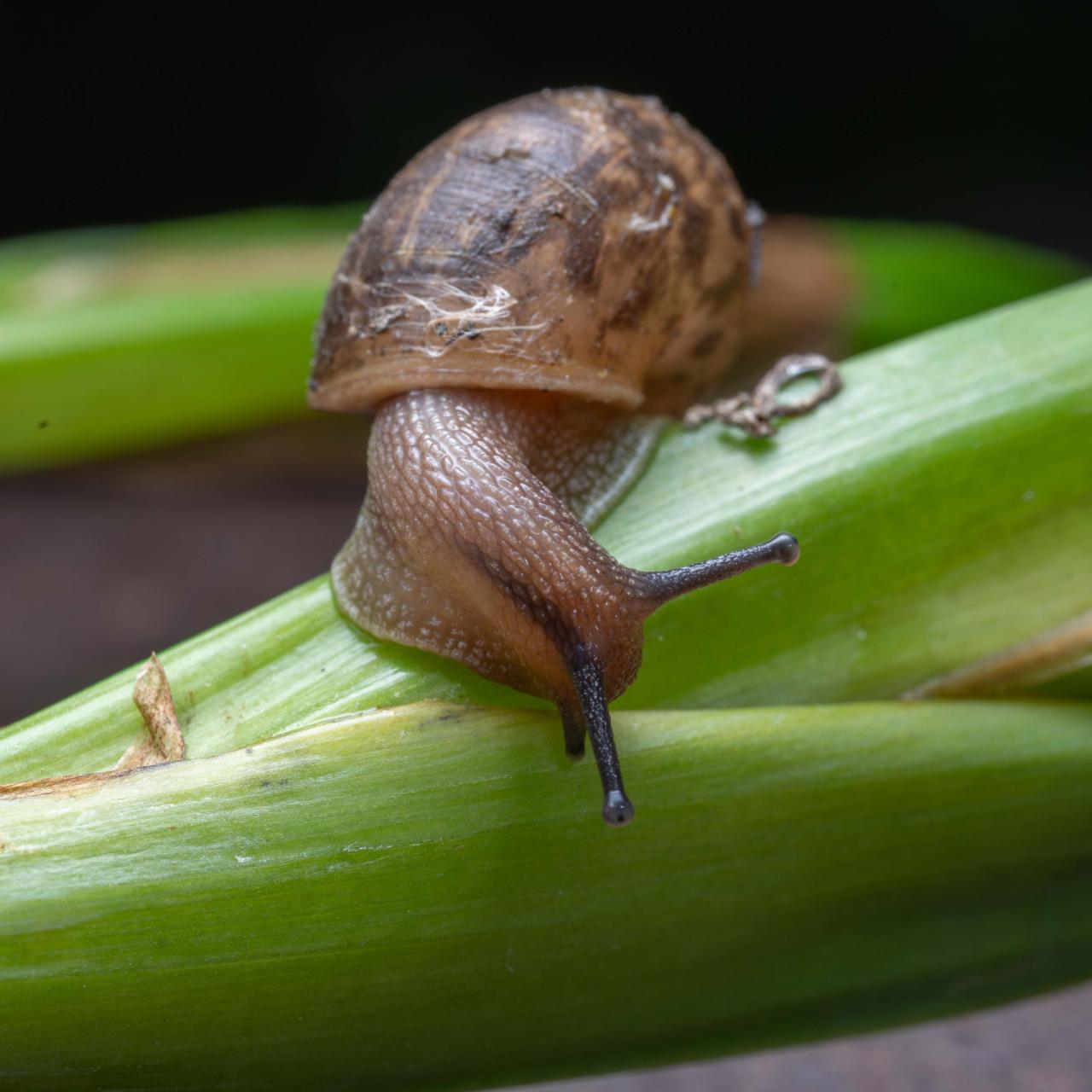 Can snails survive a hot summer? CGTN