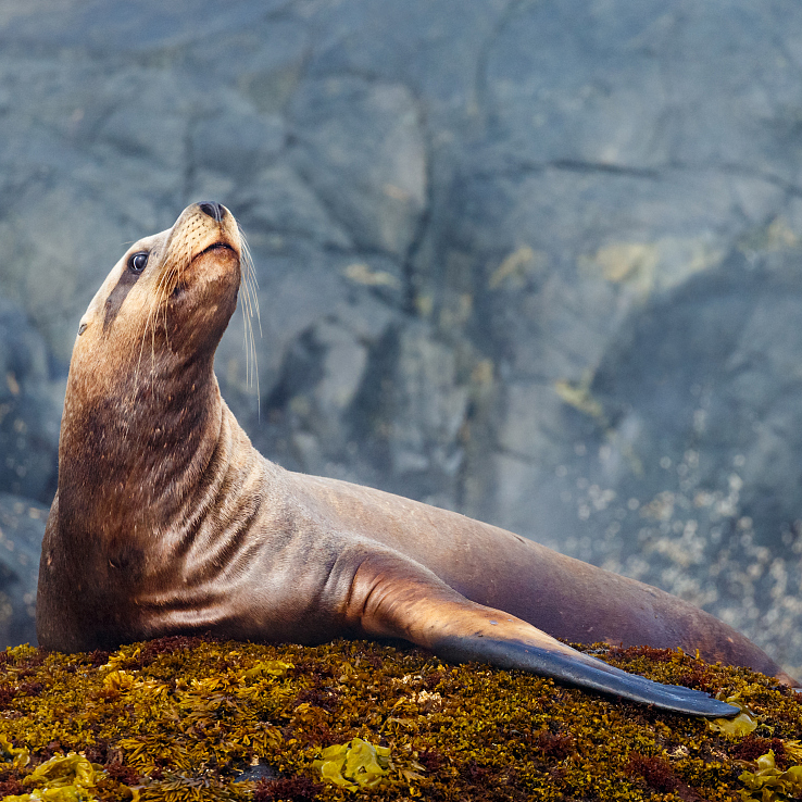 Meet the 'stray' endangered Steller sea lion in NE China - CGTN