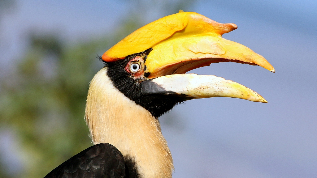 Baby hornbill's debut flight in southwest China