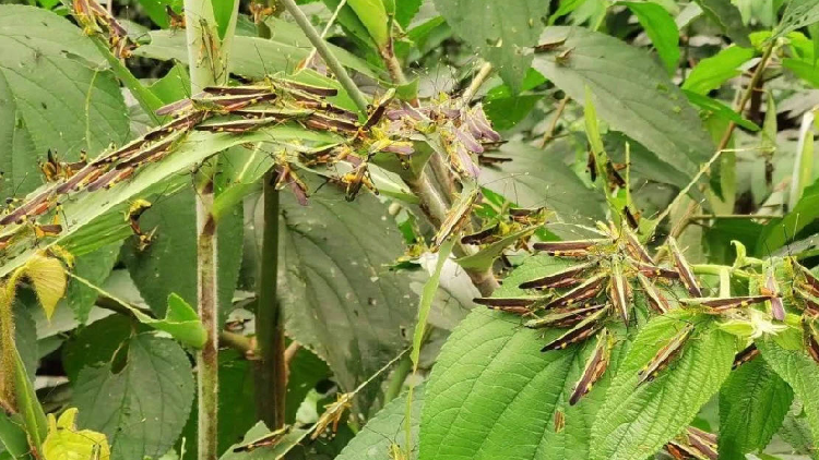 Battle against locust invasion underway in SW China - CGTN