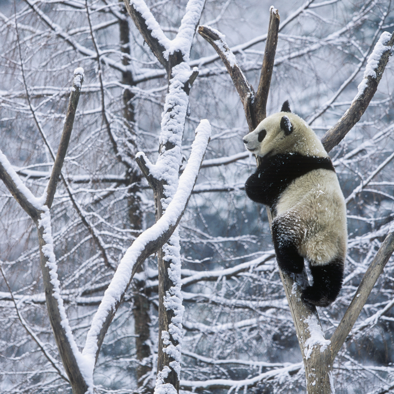 the-return-of-wild-giant-pandas-cgtn