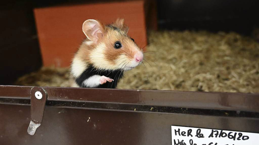 World's rarest wild hamster is now critically endangered