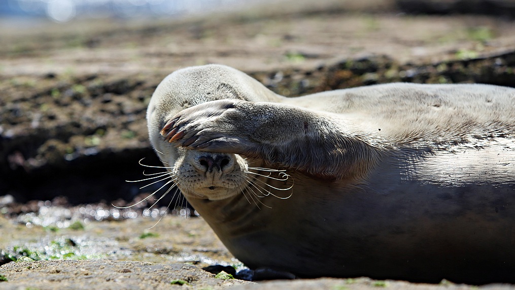 Shy' baby seal enjoys a summer's day on the beach - CGTN