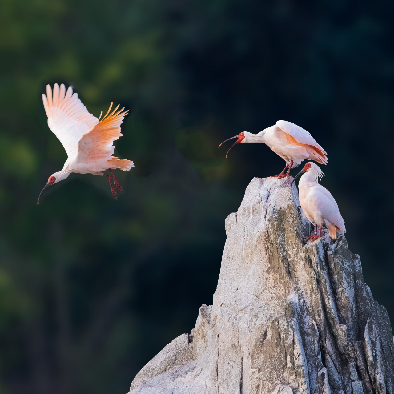 From 7 to 4,400: The crested ibis conservation success story - CGTN