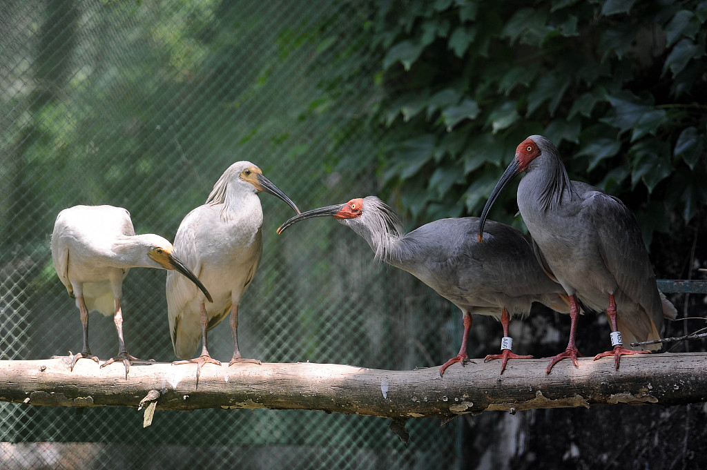 A remarkable comeback: The captive breeding program of crested ibis - CGTN