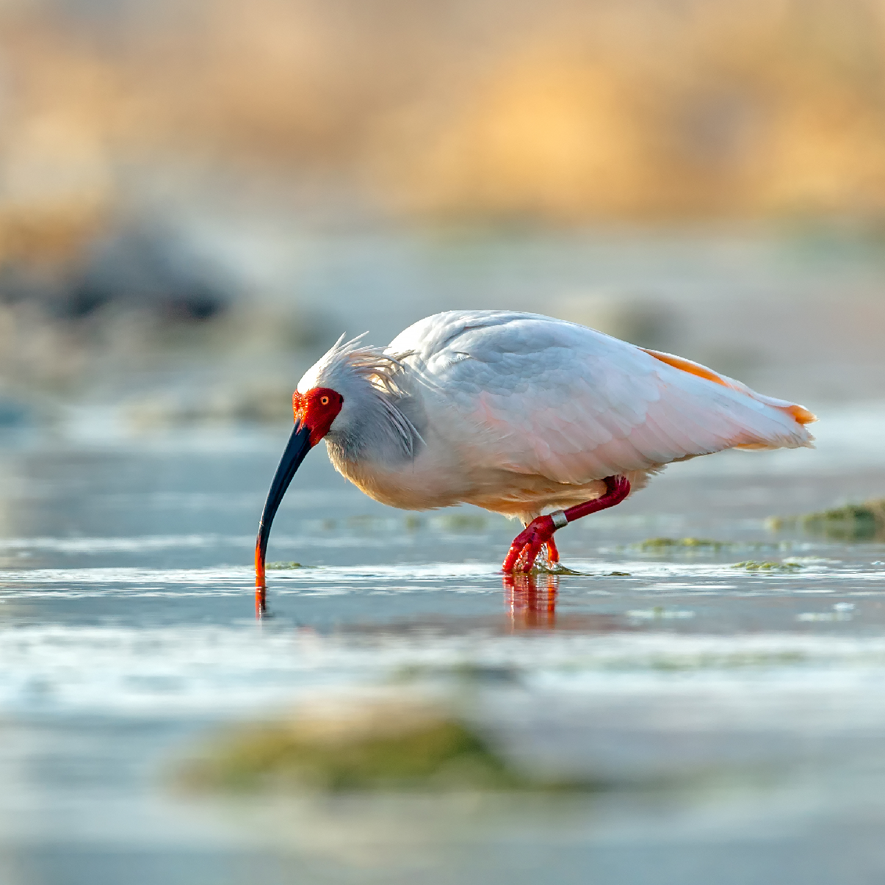 A remarkable comeback: The captive breeding program of crested ibis - CGTN