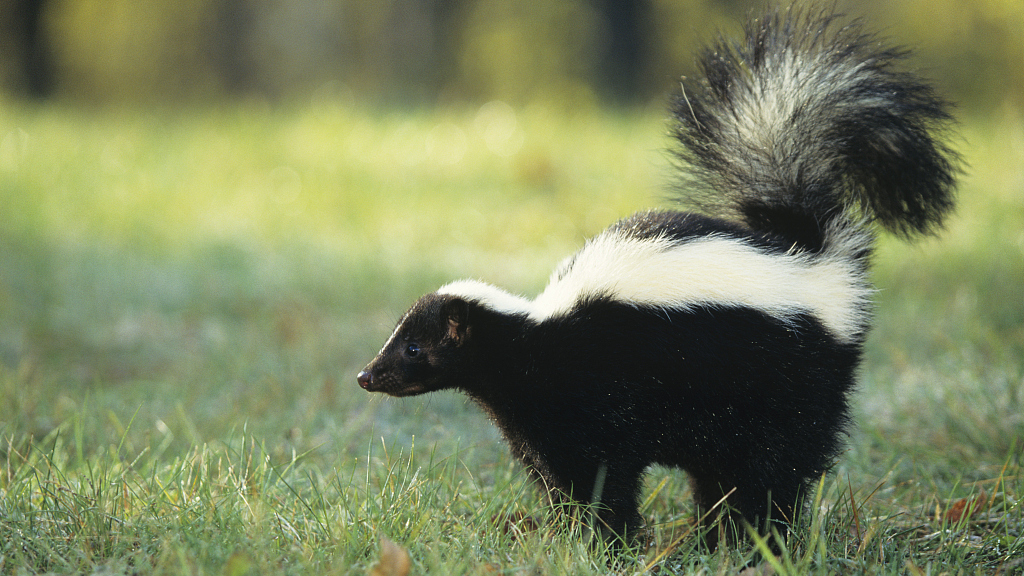 Live: Meet the skunk – a 'notorious' black-and-white mammal - CGTN
