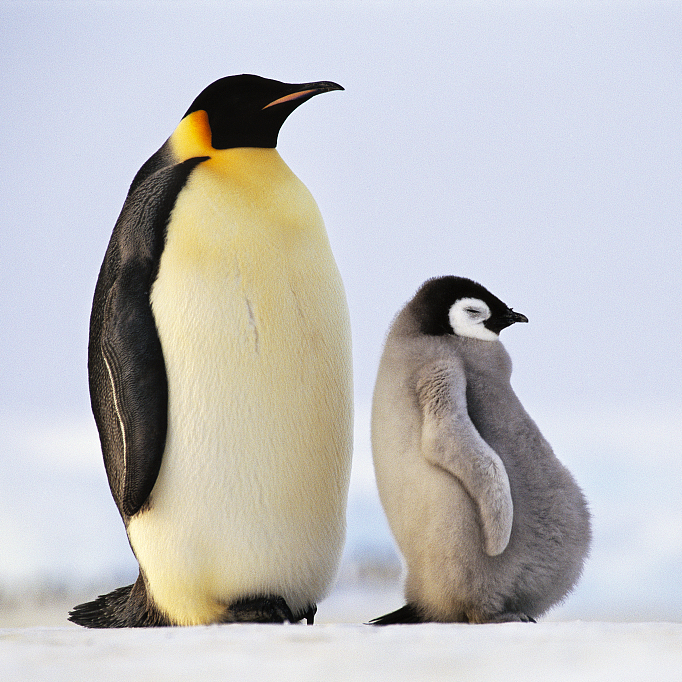 Satellites reveal hidden colonies of Emperor penguins - CGTN