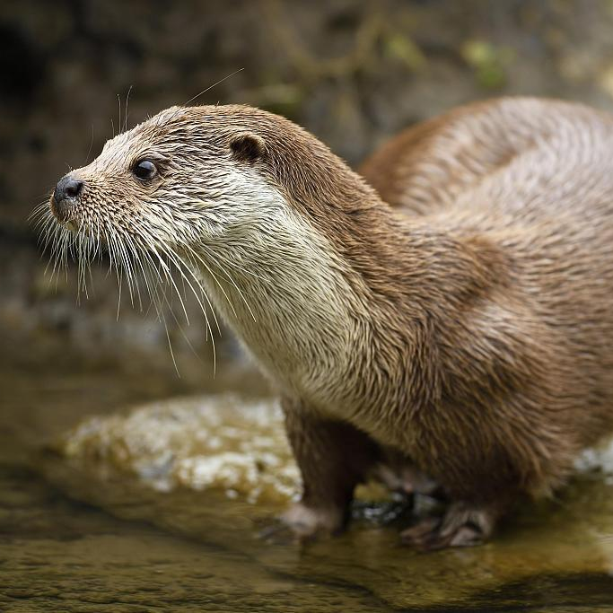 Meet The Eurasian Otter Family In Sanjiangyuan In Nw China - Cgtn