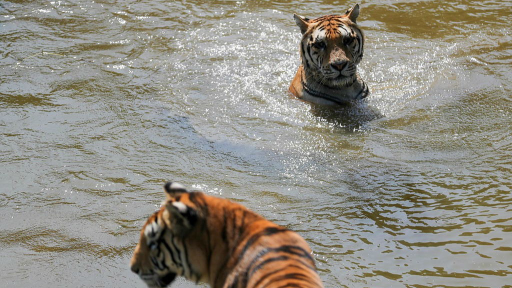 Siberian tigers try to escape from the 'Tiger of Autumn' in E China - CGTN