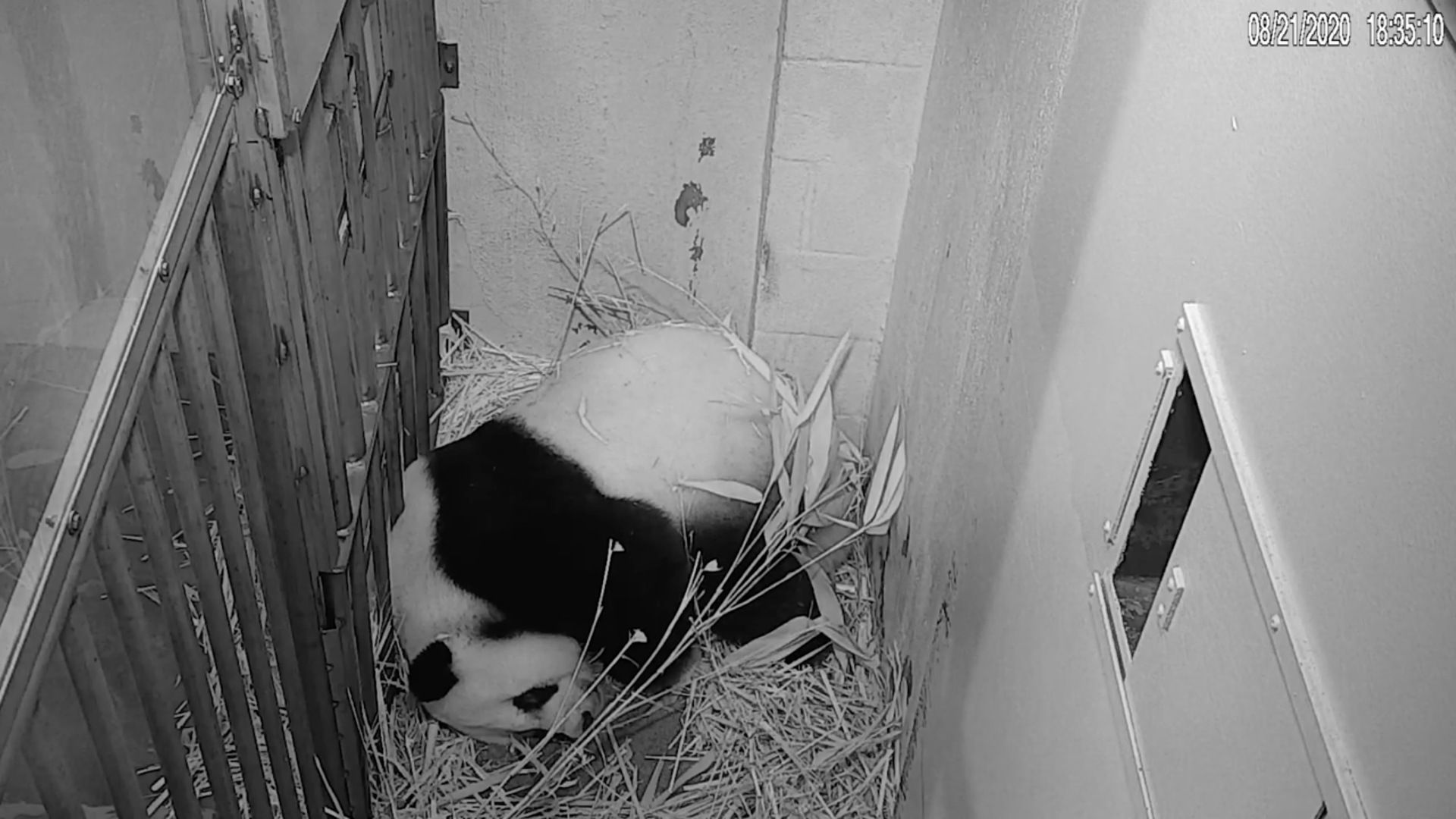 Giant panda Mei Xiang gives birth to fourth cub at U.S. National Zoo - CGTN