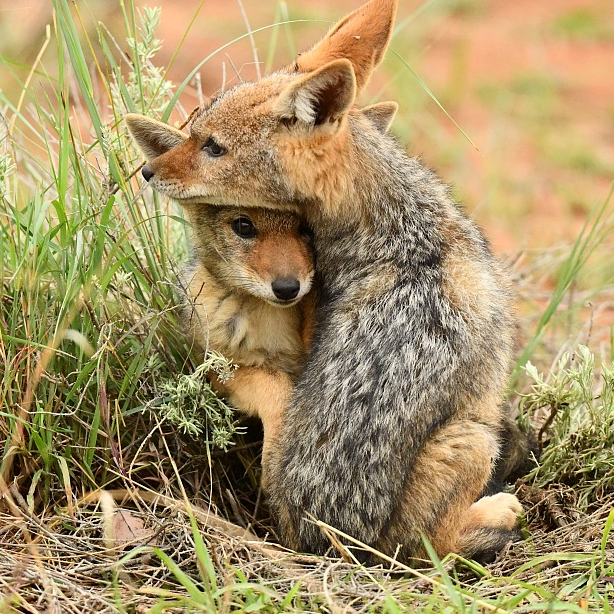 Digital Safari: What do jackals eat? - CGTN