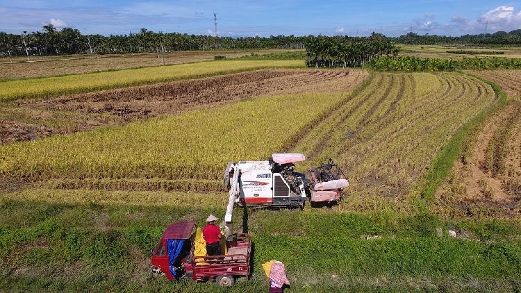 Graphics: Will the floods impact China's food security? - CGTN