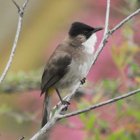 City of Wild: The brown-breasted bulbul in Dali City, SW China - CGTN