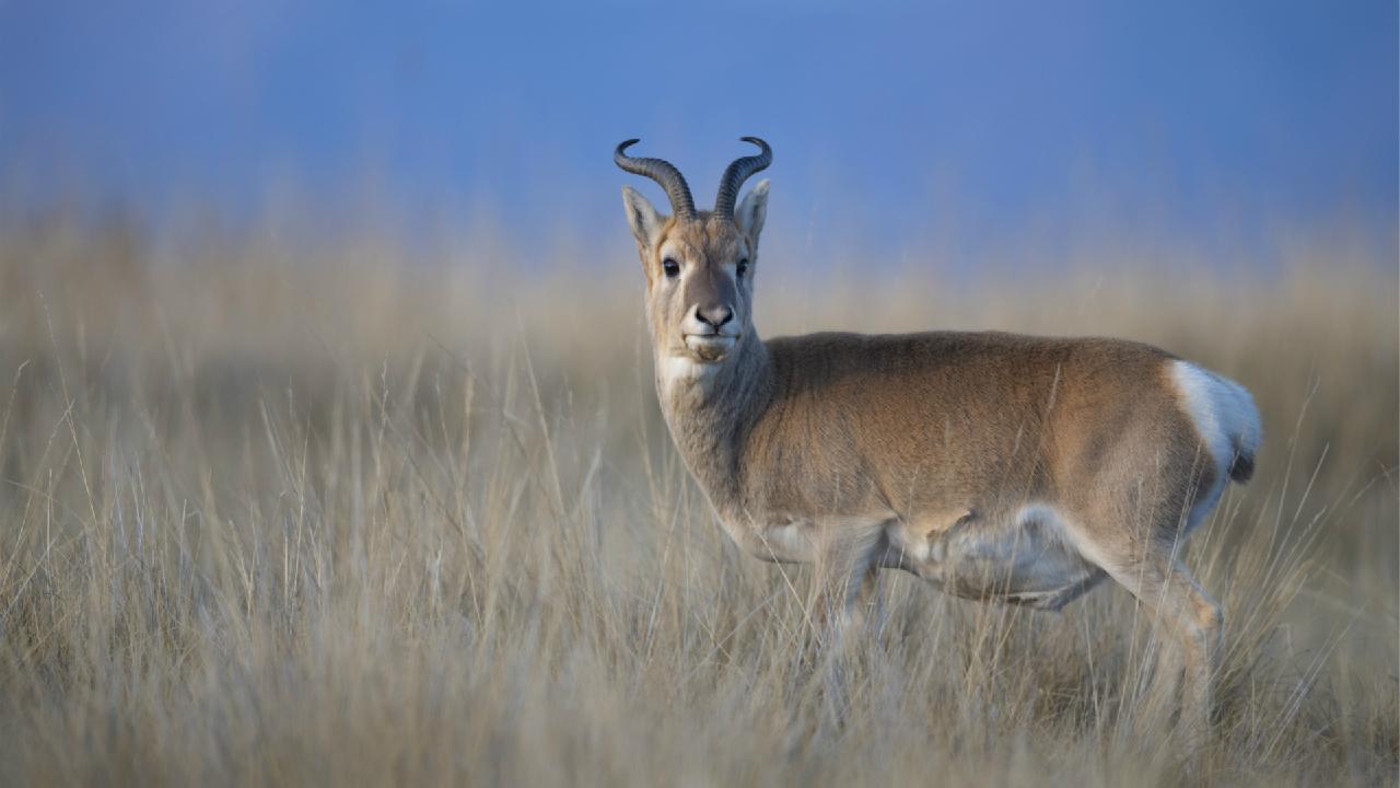 China's largest saltwater lake reports increased endangered gazelles - CGTN