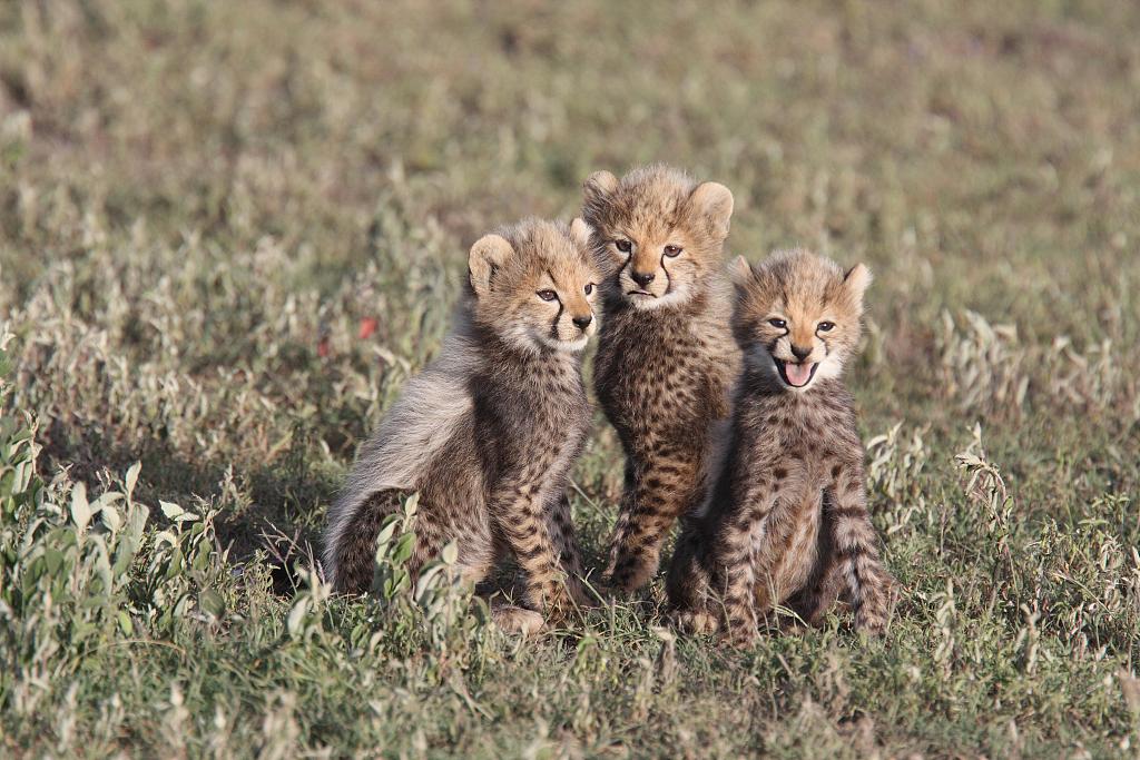 Digital Safari: Why do cheetahs have 'tear tracks'? - CGTN