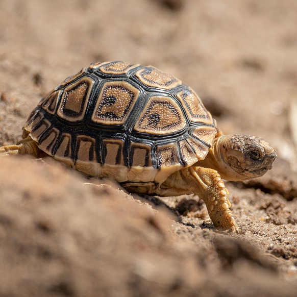 Digital Safari: How long do leopard tortoises live? - CGTN