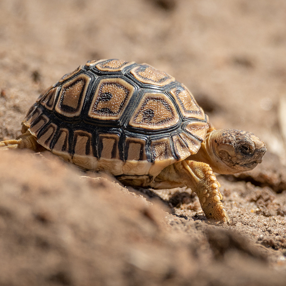 Digital Safari How Long Do Leopard Tortoises Live Cgtn