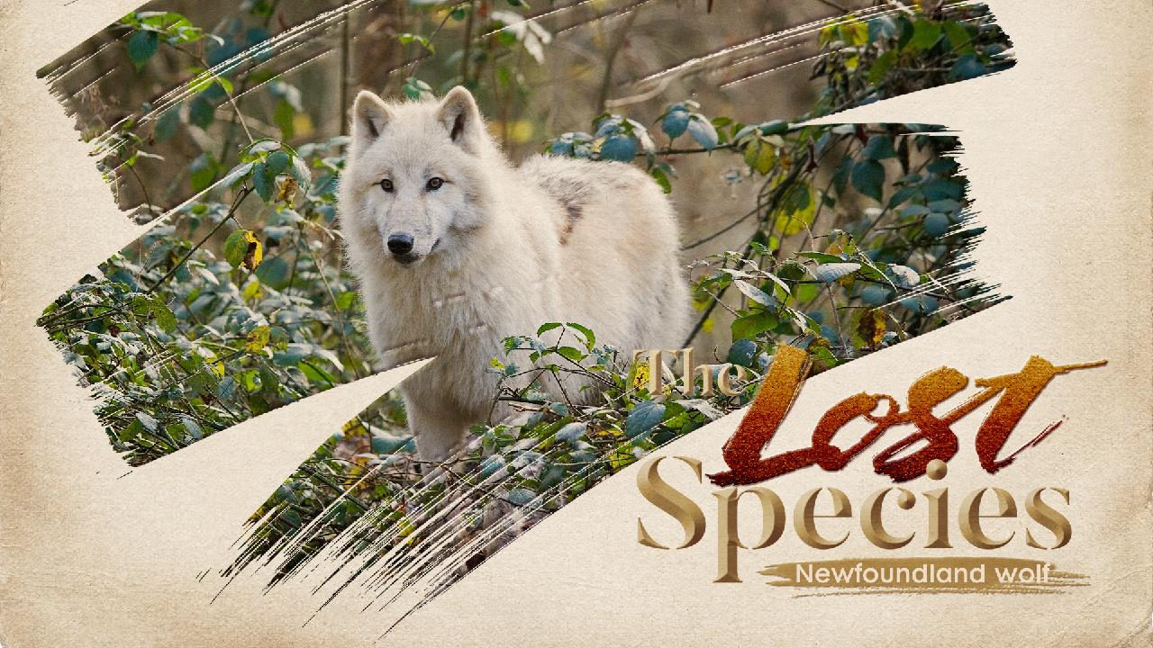 Newfoundland Wolf Snow White Wolf Did Not Escape From The Hunter Cgtn
