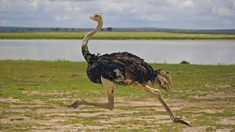 Digital Safari: How fast can ostriches run? - CGTN