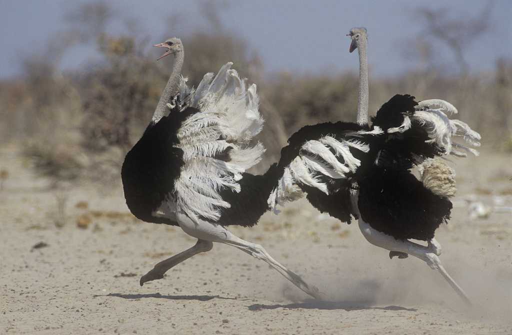 Ostrich Running Speed Ostrich Running Speed