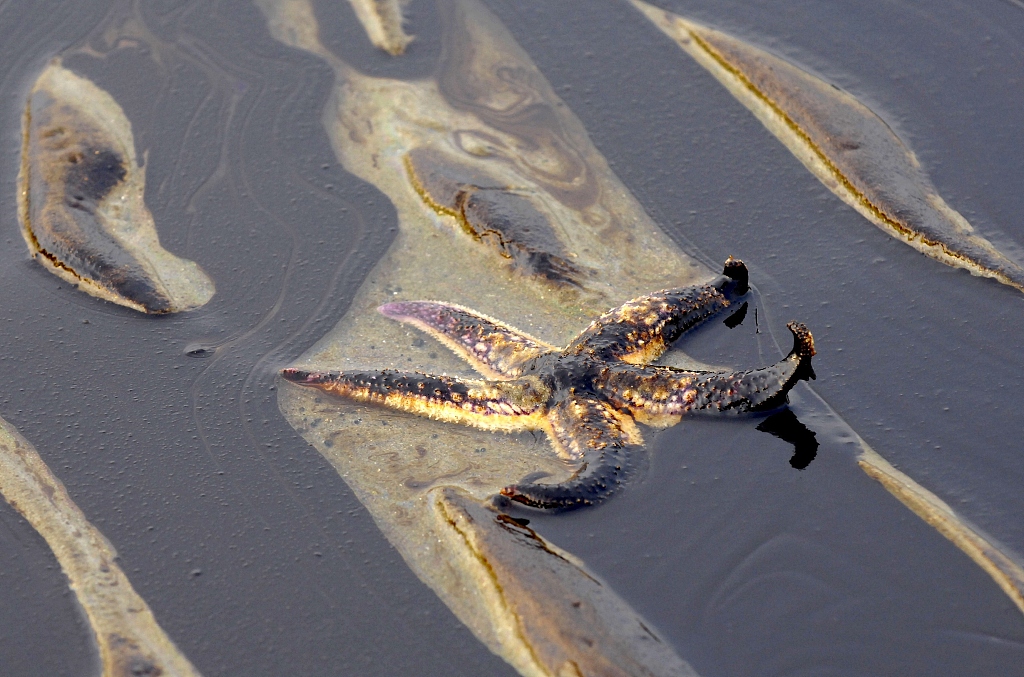 Oil Spill Ocean Animals