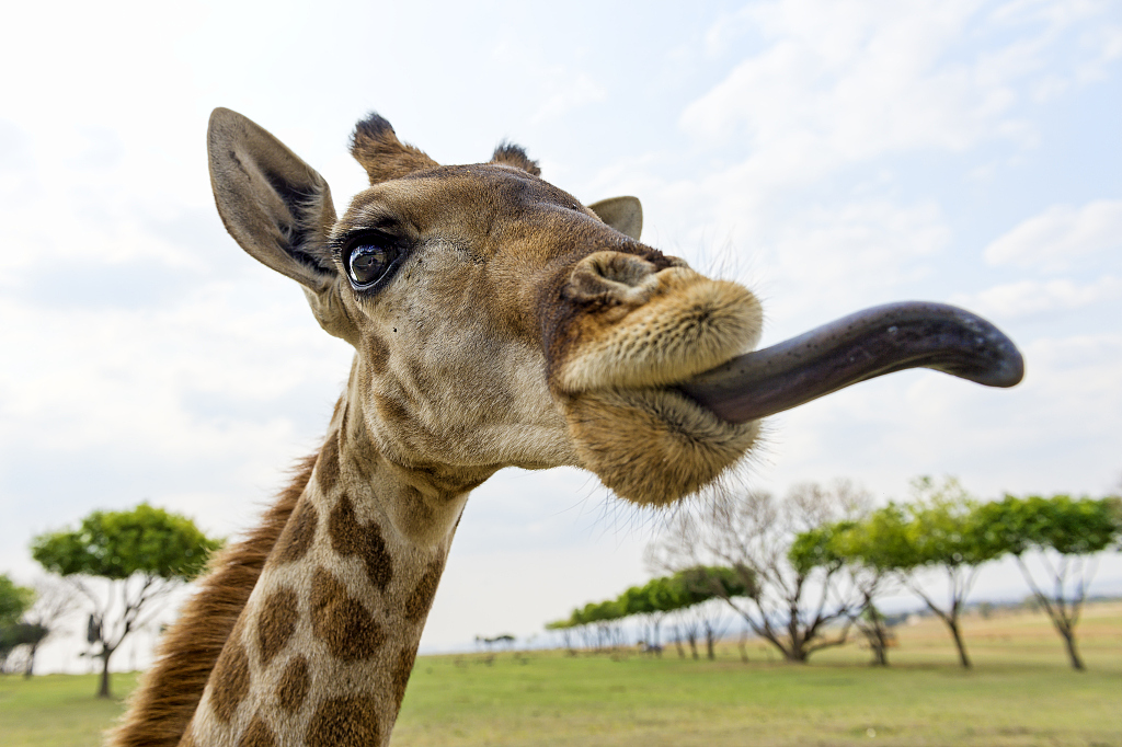 giraffe tongue