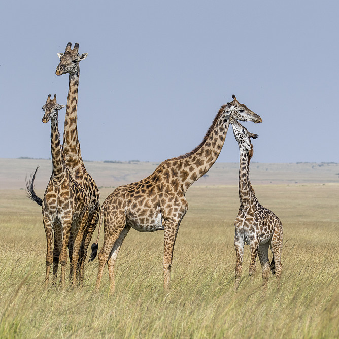 Digital Safari Are giraffes mute? CGTN