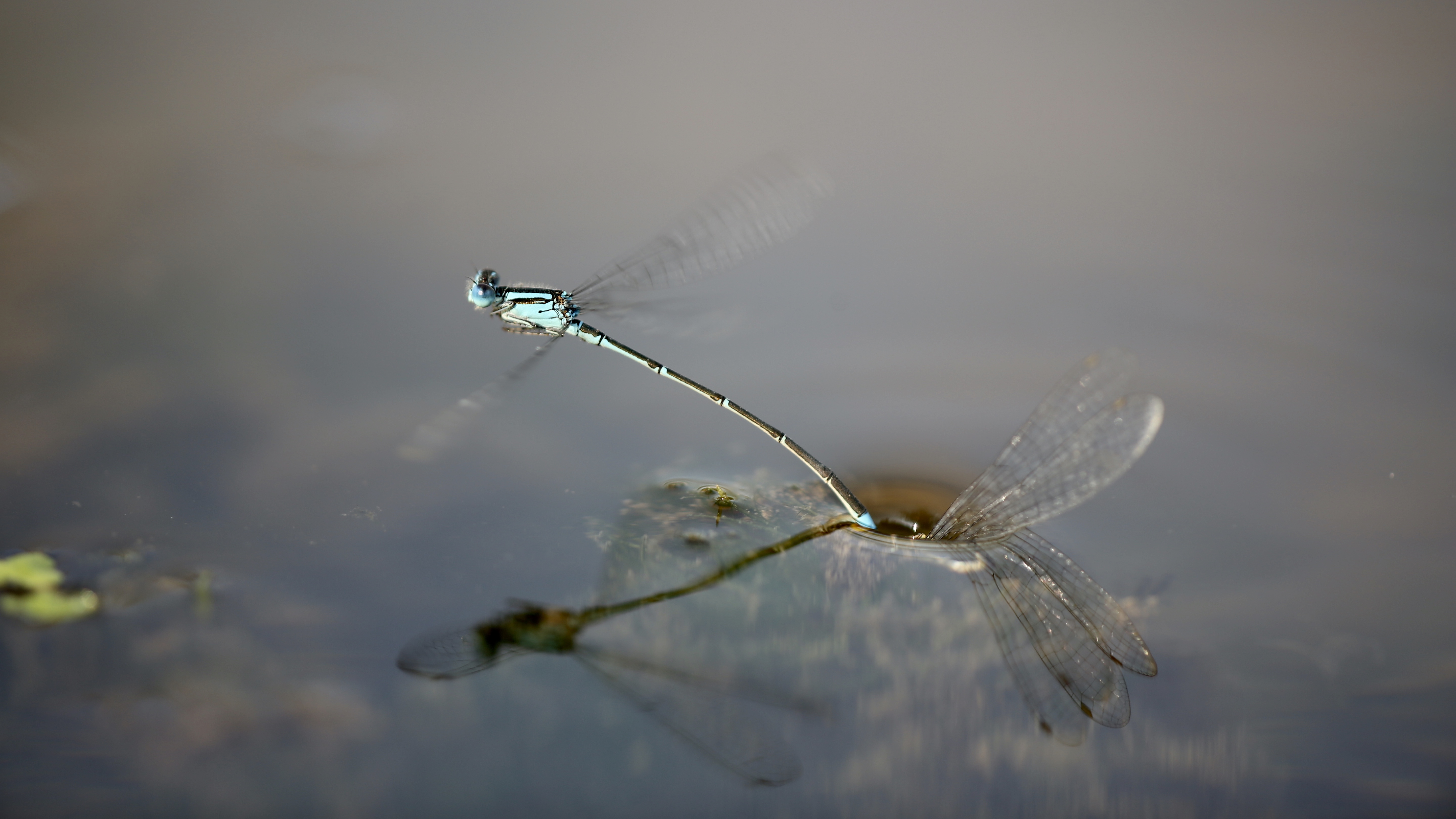 Male dragonflies, damselflies escort females to ensure reproduction - CGTN