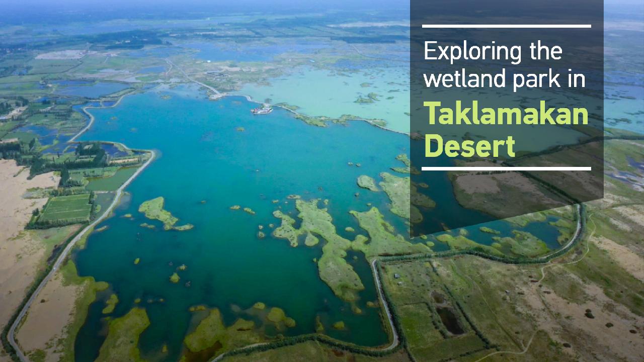 Exploring the wetland park in Taklamakan Desert - CGTN