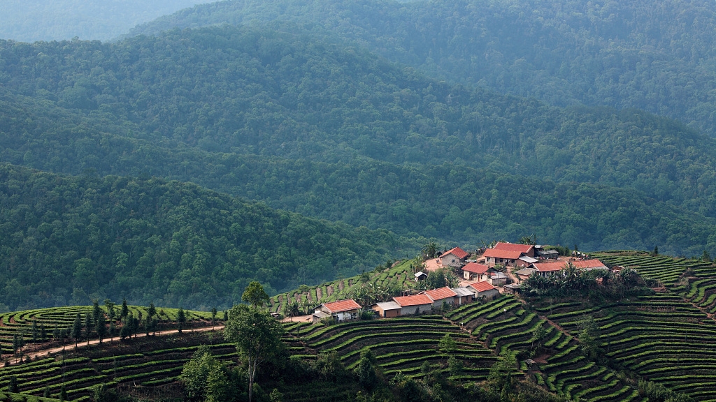 The Ancient Tea Trees of Yunnan - Stories About Tea