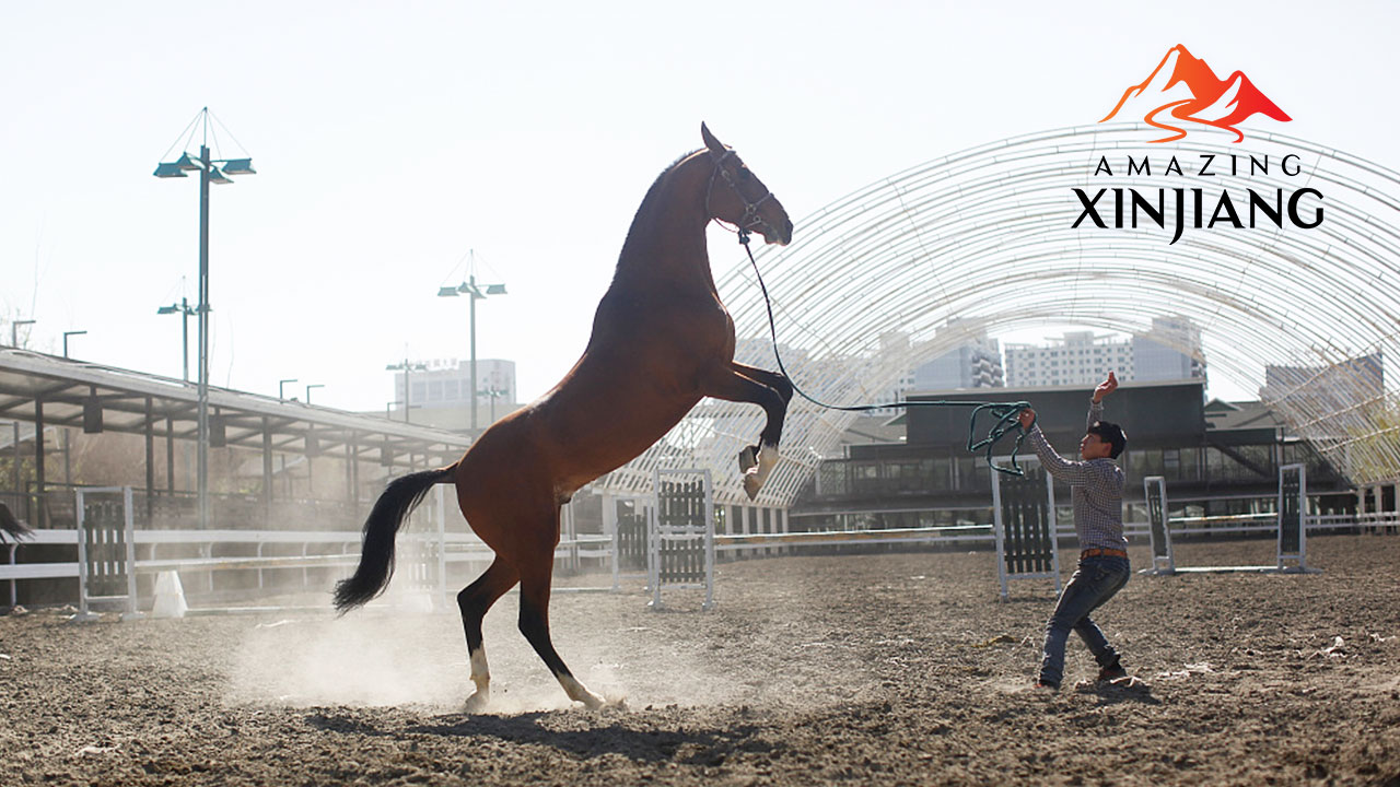 Live Chinas largest Akhal-Teke horse base in Xinjiangs Urumqi