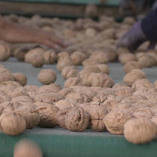 Walnut industry in Xinjiang helping many poor families - CGTN