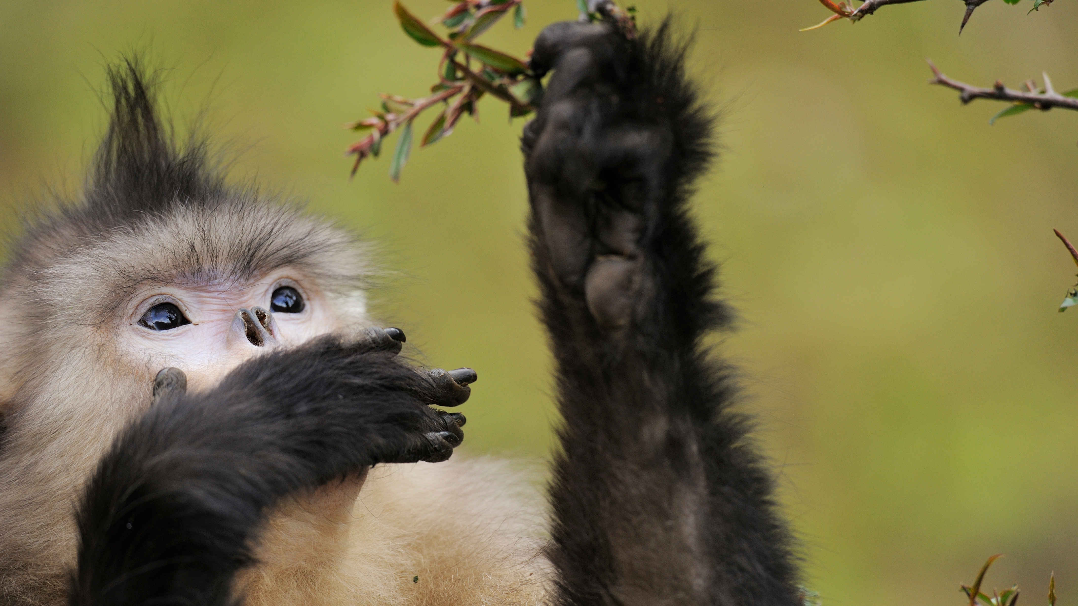 Infrared cameras capture rare wildlife species in SW China's Yunnan - CGTN, image size:4256x2394