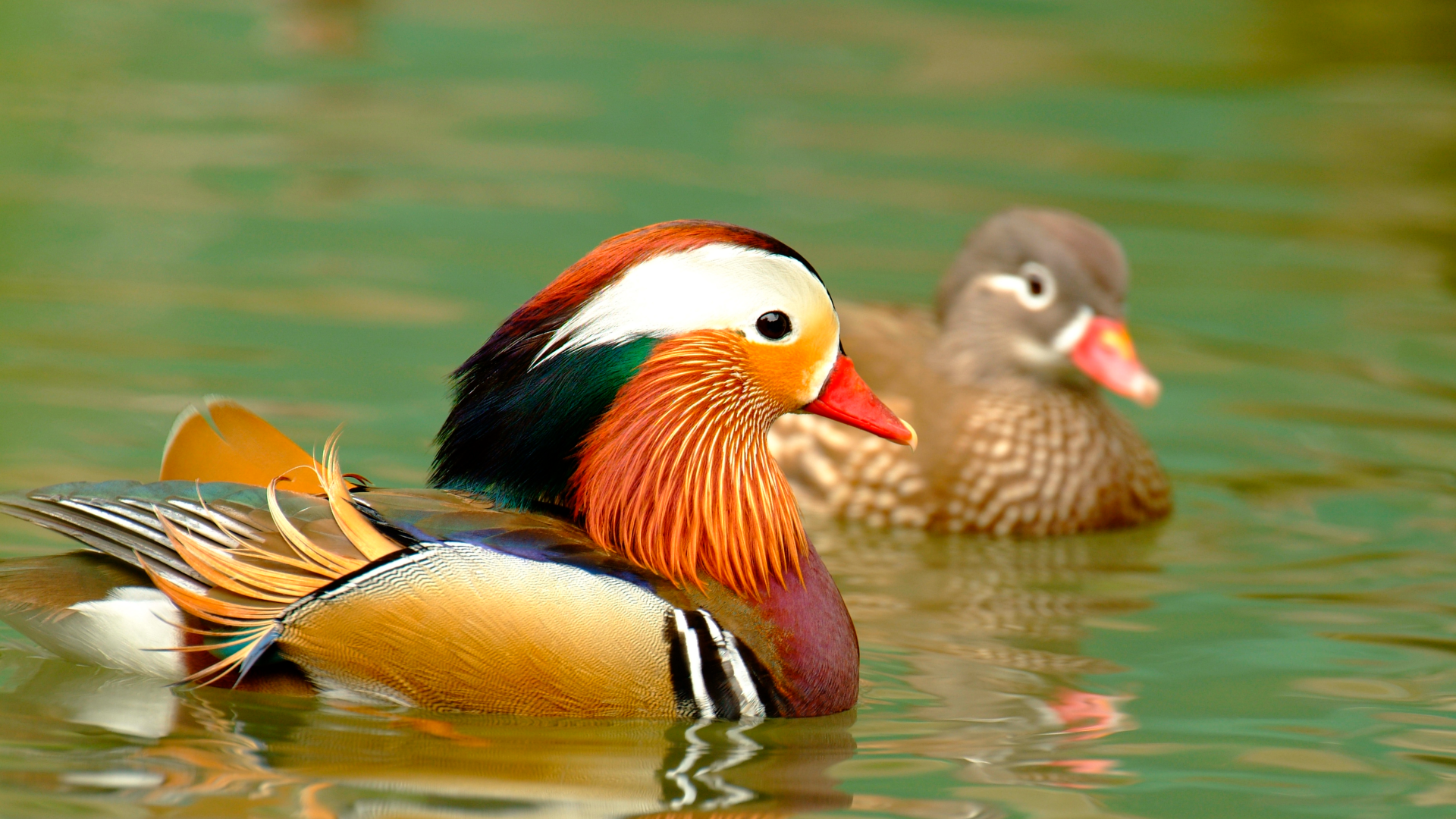 Mandarin ducks  arrive at wintering grounds in east China 