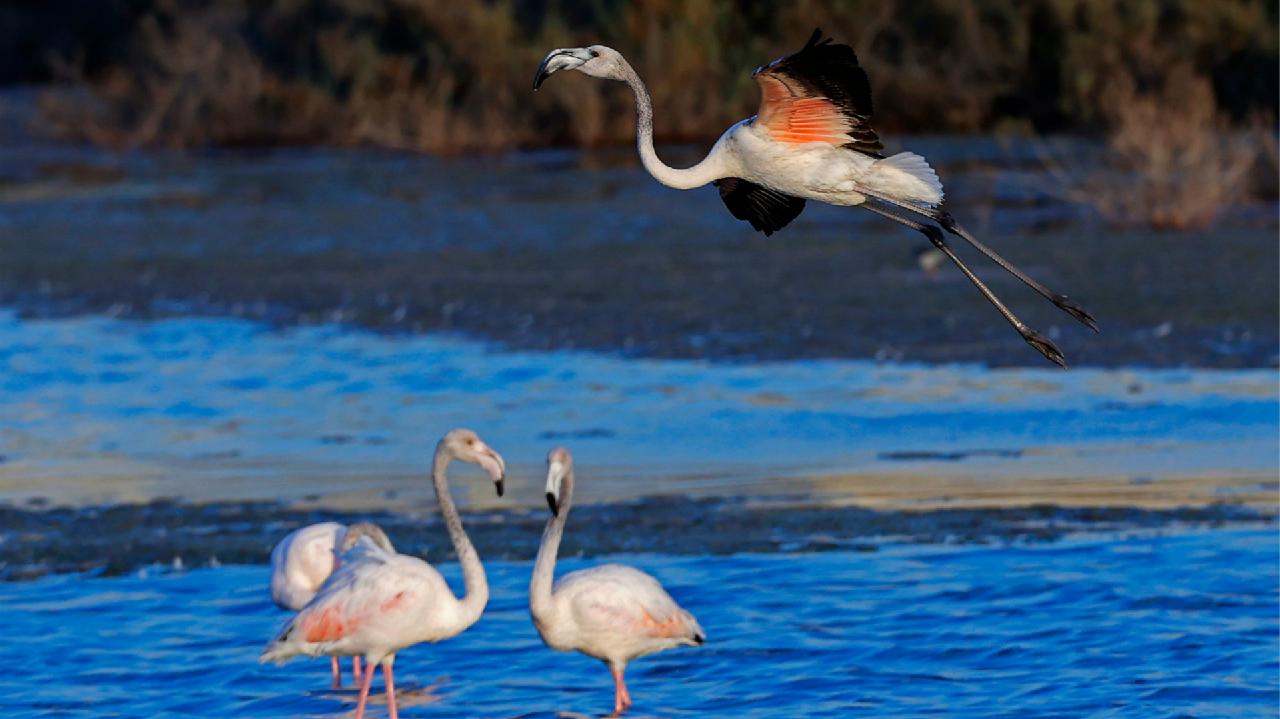 Migrating flamingos make a stop at Israel - CGTN