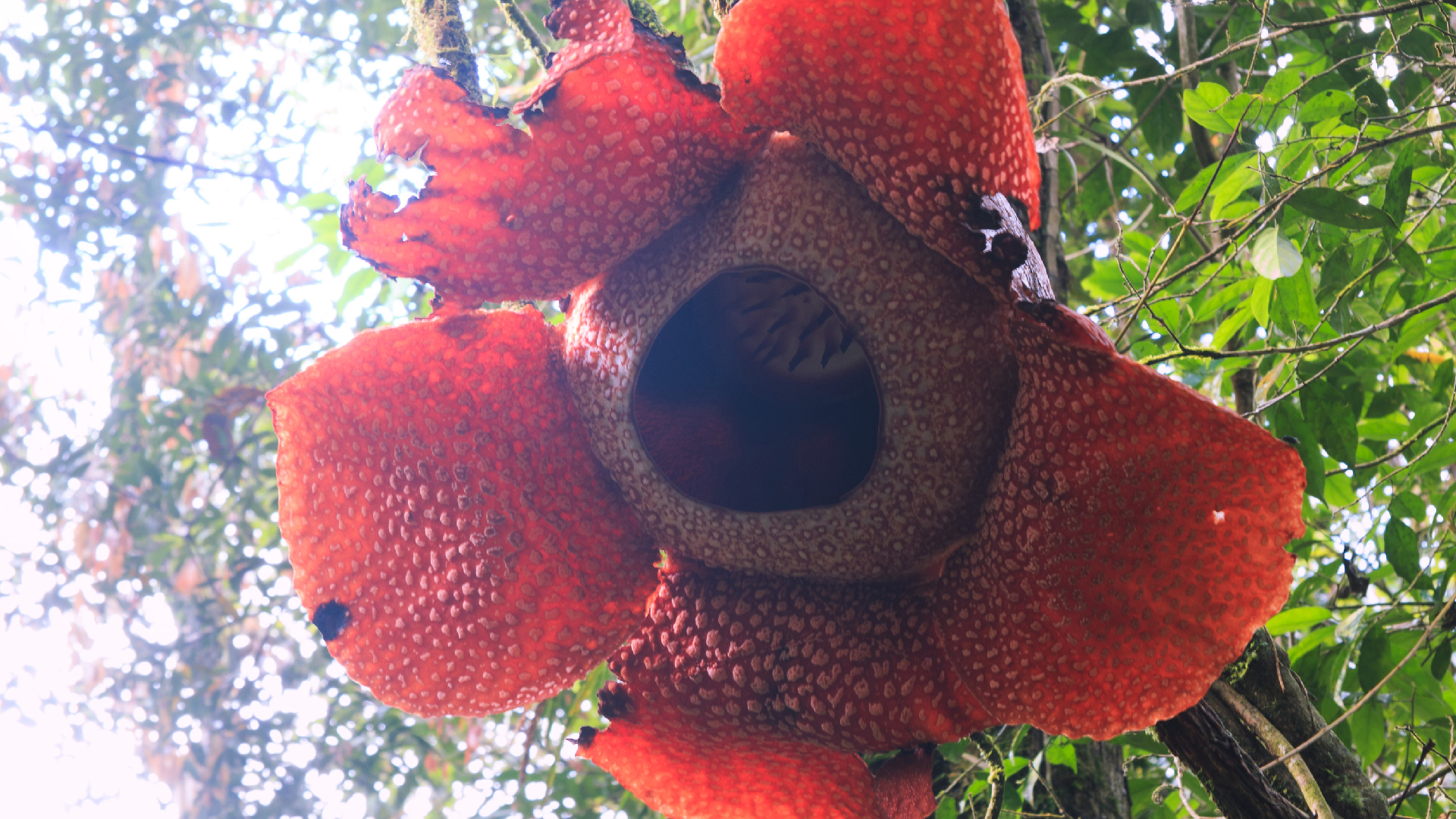 Giant Corpse Flower Discovered In Indonesia Forest Cgtn