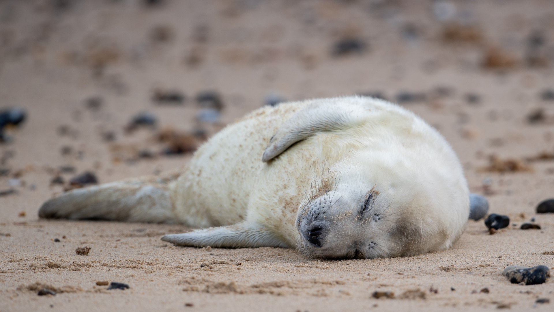 Newborn Seal Pup Keeps Mom S Company At Uk Beach Cgtn