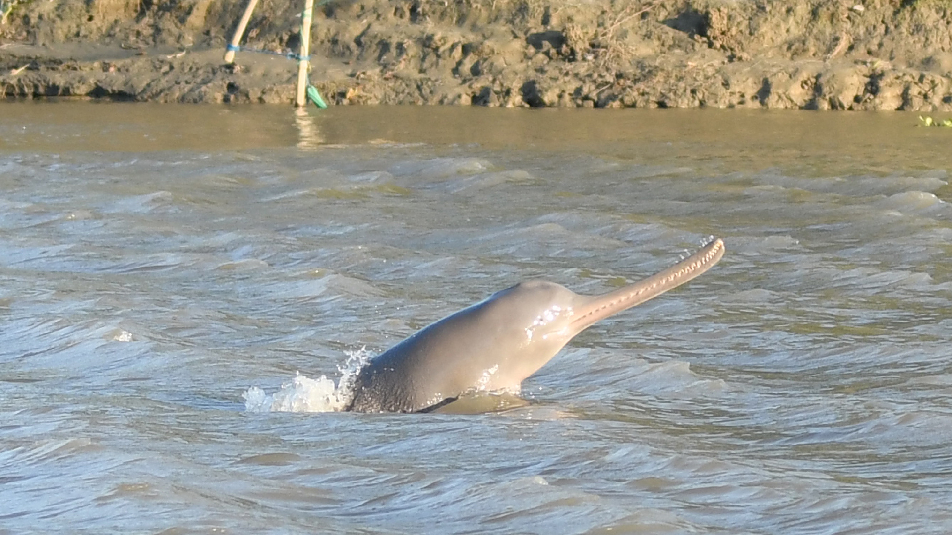 Critically endangered river dolphin spotted in India river - CGTN