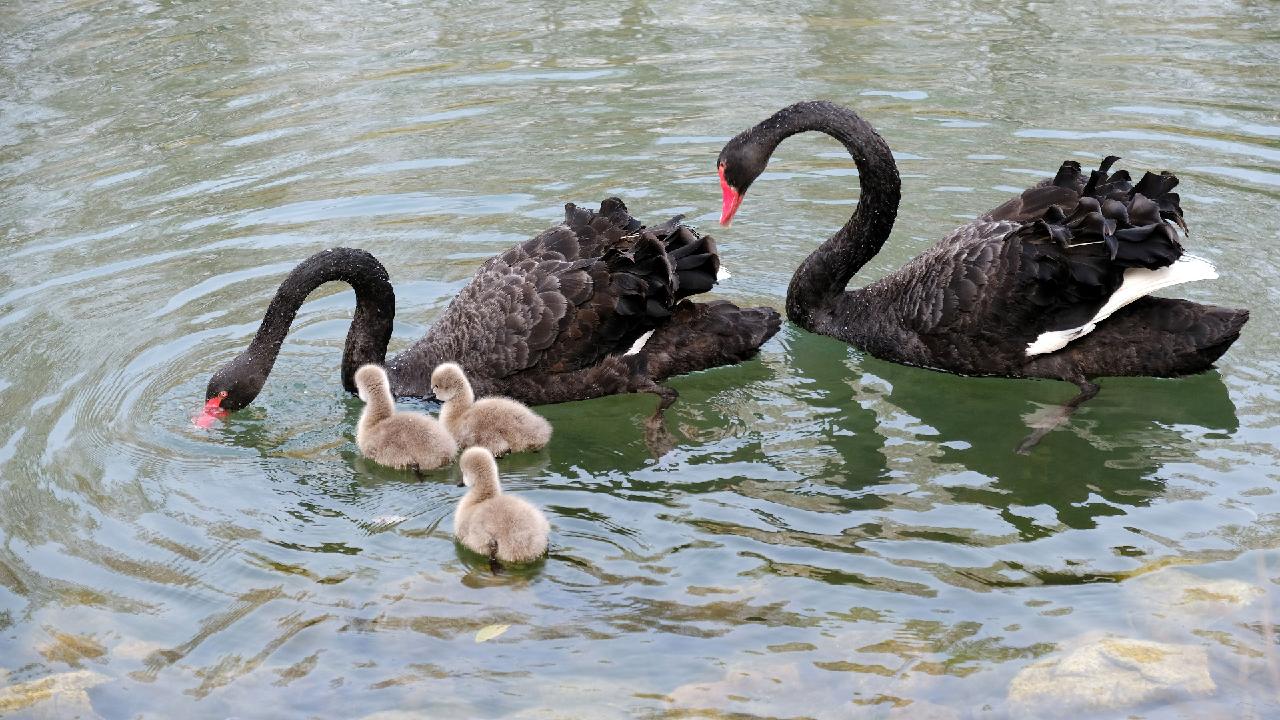 svært Unravel fællesskab Black swan couple and chicks bring warmth to Shenyang's forest park - CGTN