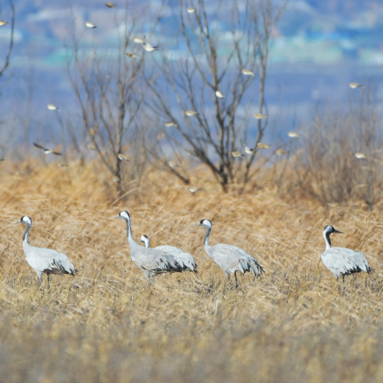 City of Wild: Common cranes fly over wetland in Beijing - CGTN