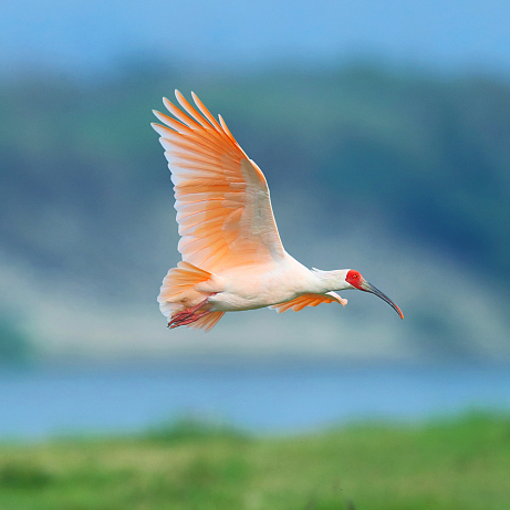 Crested ibis are again thriving in the wild - CGTN