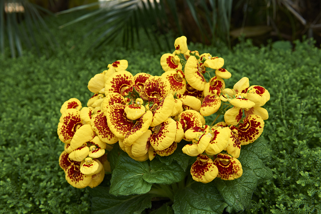 Close up of lady's purse flower calceolaria Spring flower - Stock Image -  Everypixel