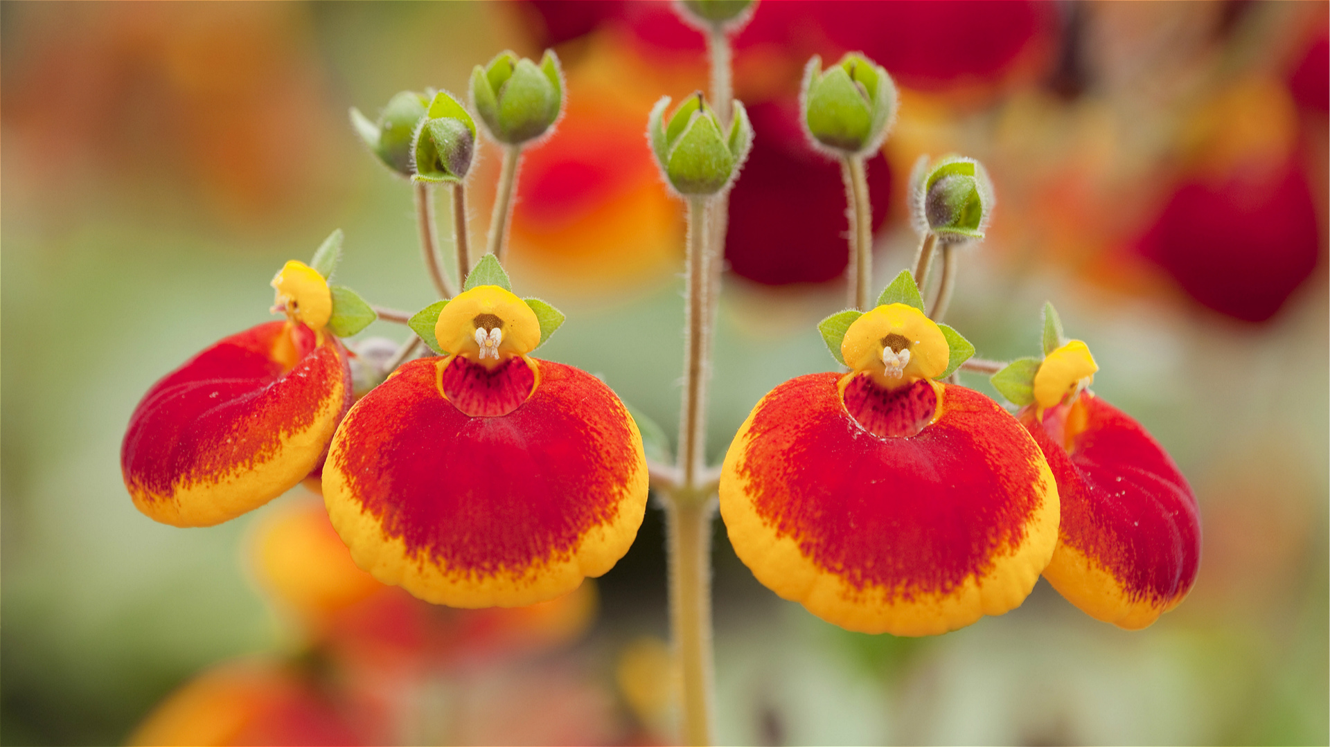 Calceolaria Darcies Hybrids - D'arcy and Everest